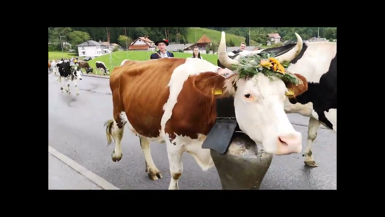 24 septembre 2022 - Désalpe de Charmey en Gruyère, Suisse, malheureusement sous la pluie.