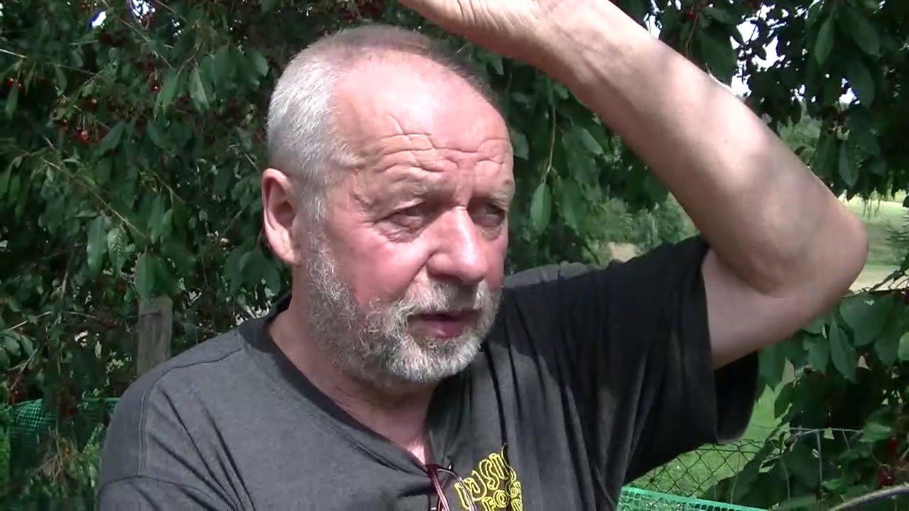Cześnie - Czereśnie