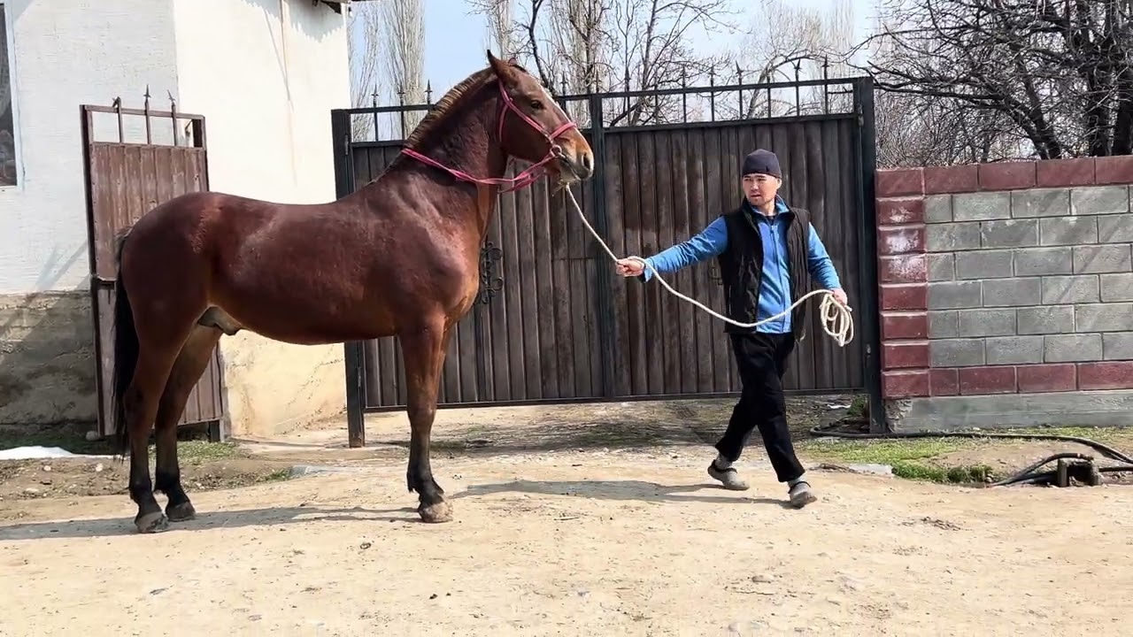 Жазга 2 жаш болот 📞+996705969999  баасы8000$ #tulpar_999 #horse 