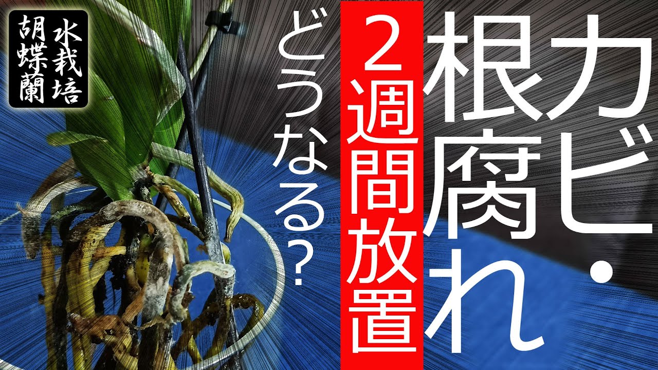 【胡蝶蘭】カビ・根腐れ２週間放置したらどうなる？【水栽培】