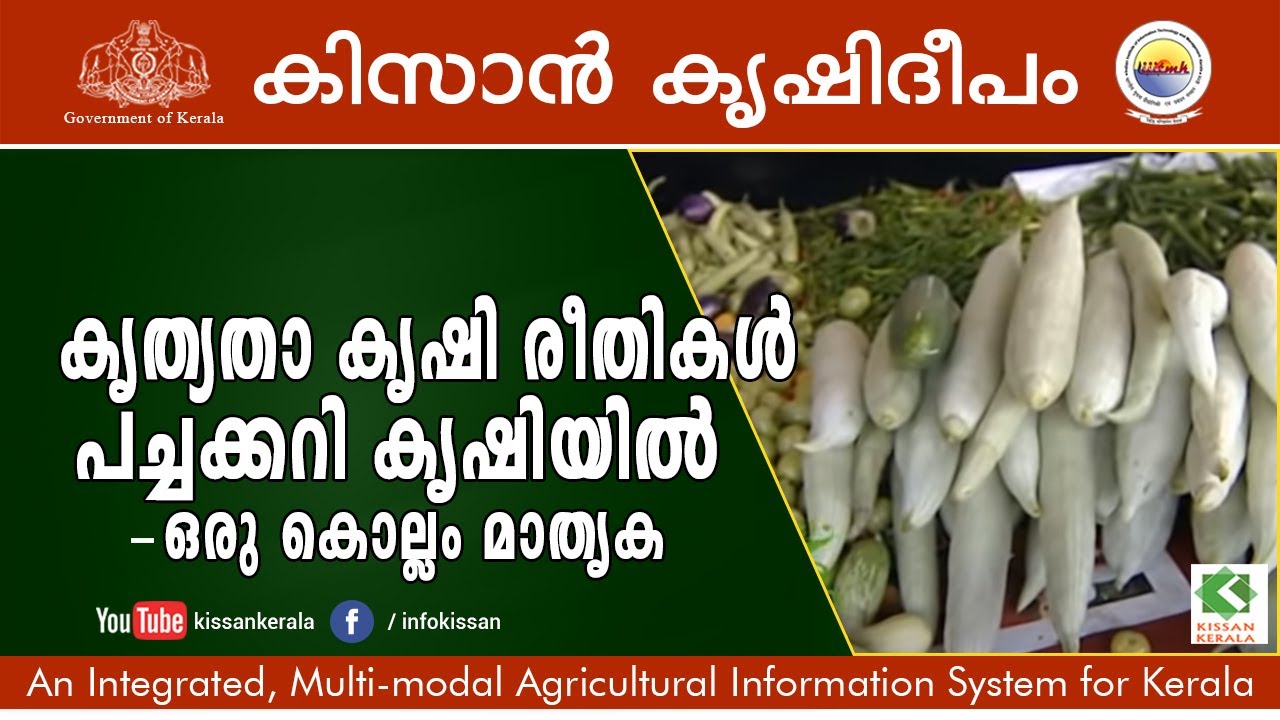 Precision farming techniques for vegetable cultivation - A feature story in Kollam