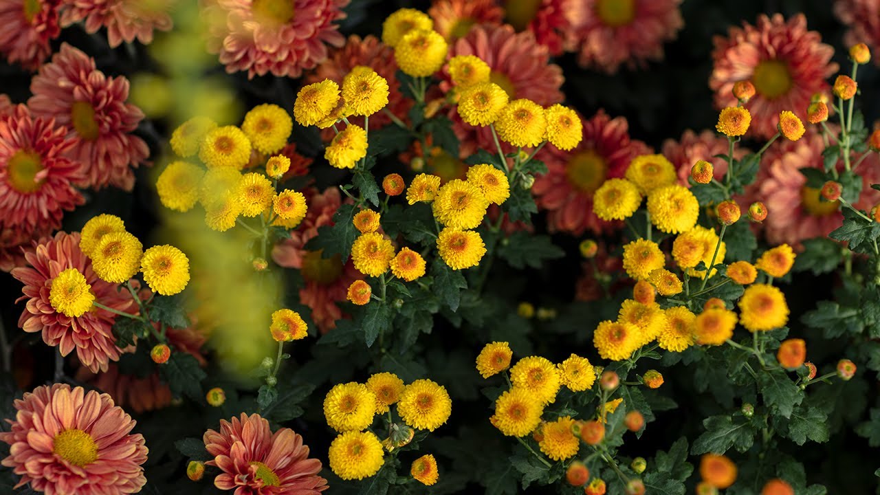 Science Series: Unraveling the Complexities of Our Chrysanthemum Festival