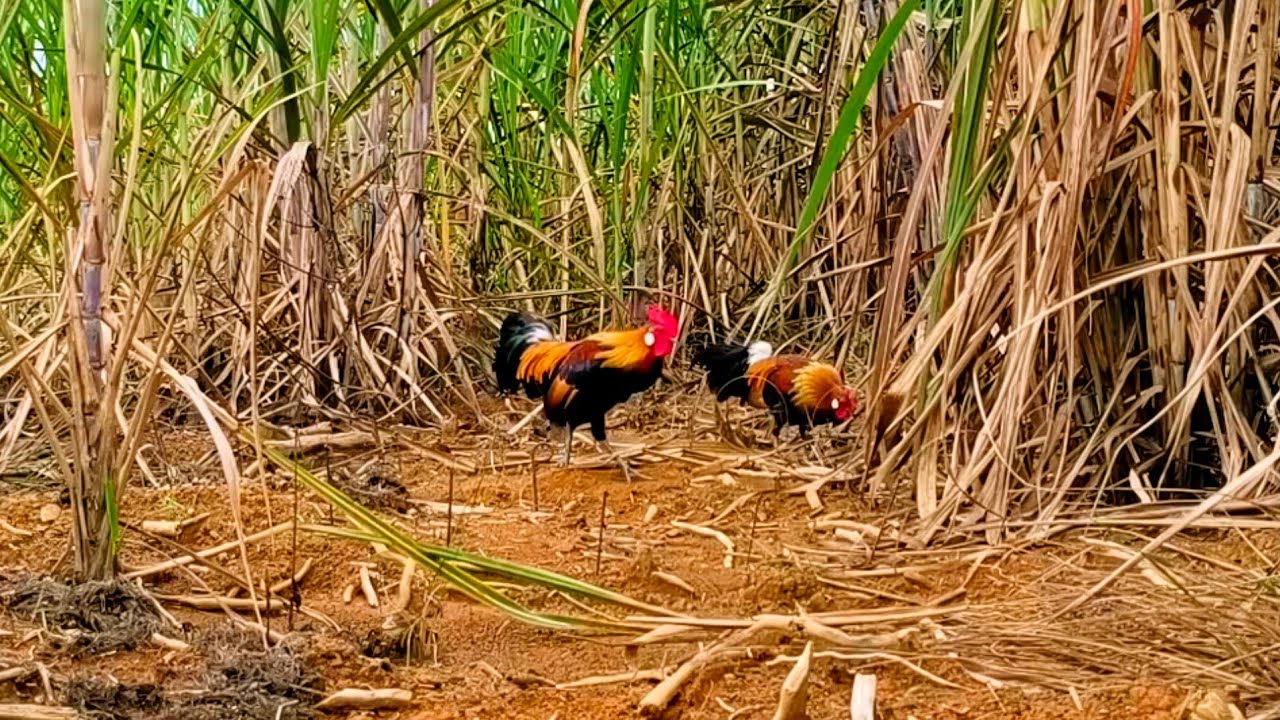 Petualangan mikat ayam hutan dispot kebun tebu