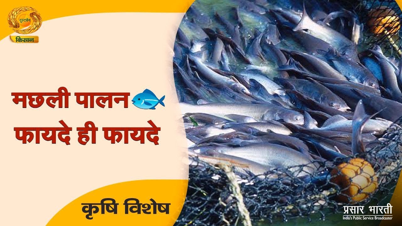 Krishi Vishesh : मछली पालन और फायदे ही फायदे | Fisheries Sector | DD Kisan
