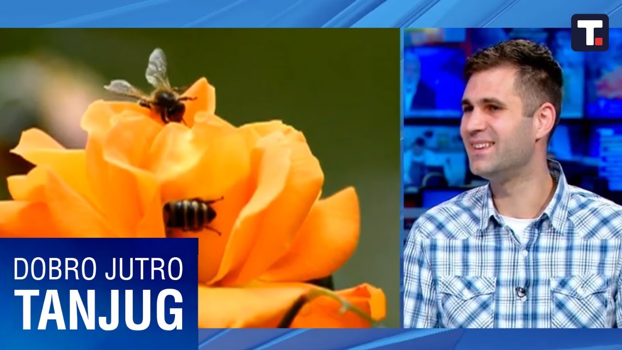 Najezda divljih pčela u Beogradu - Stefan Stevanović • DOBRO JUTRO TANJUG