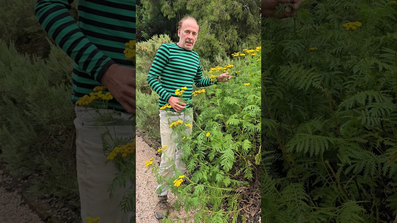 Tansy (tanacetum vulgare) #herbs #foraging #nativeplants #adventure #gardening #permaculture #garden