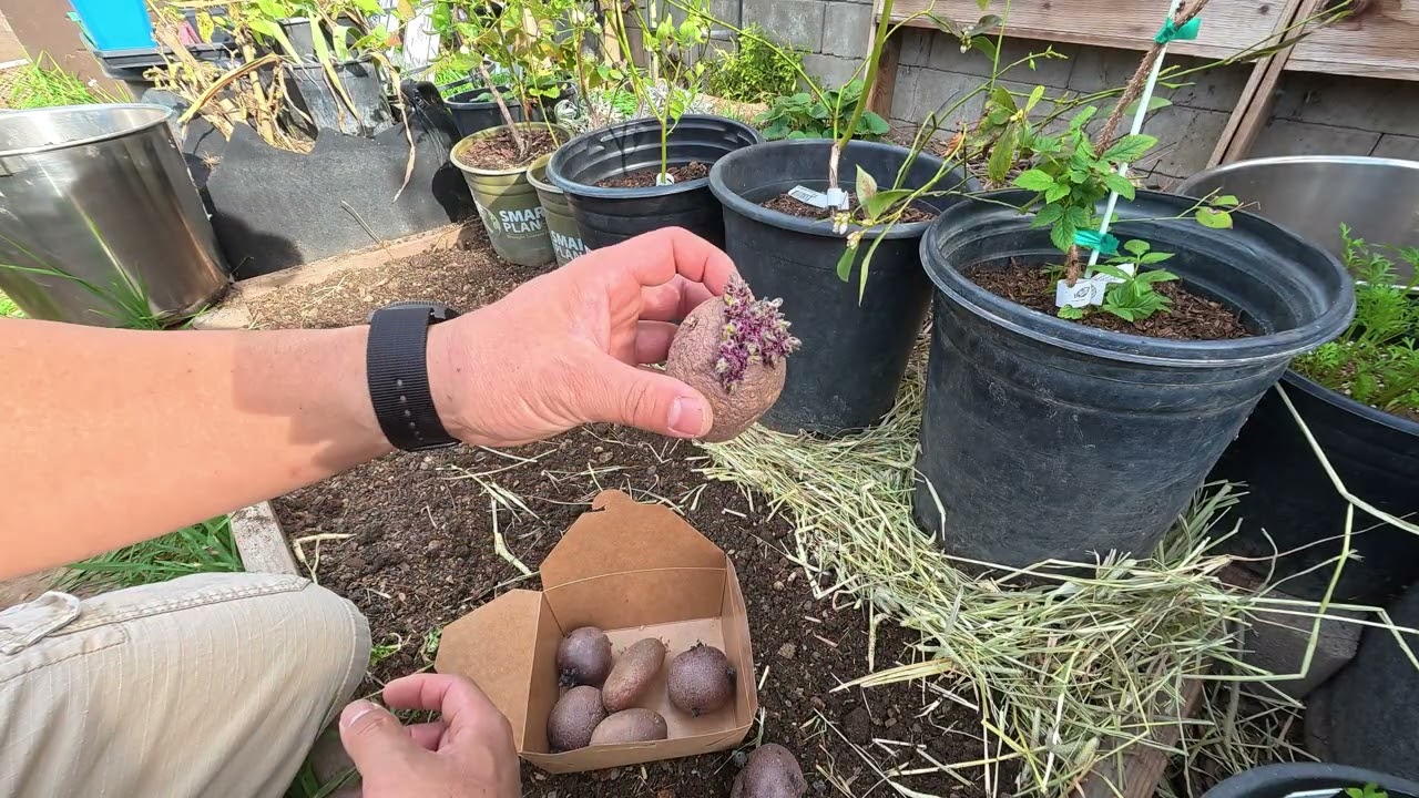 Potatoes Episode 01: Growing Year Round