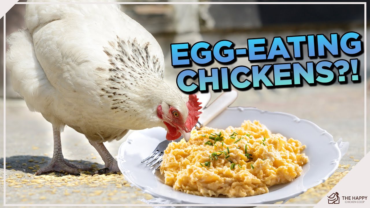 Can Chickens Eat Eggs? The Surprising Truth!