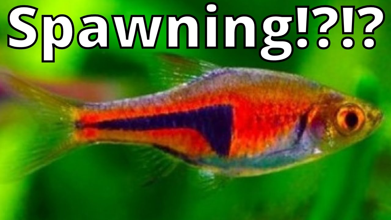 Espei Rasboras Spawning