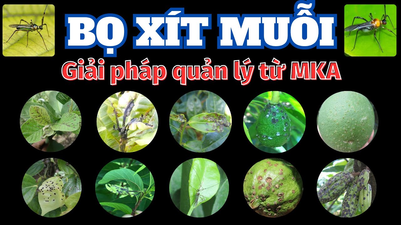 Quản lý bọ xít muỗi | Sản phẩm MKA quản lý bọ xít muỗi