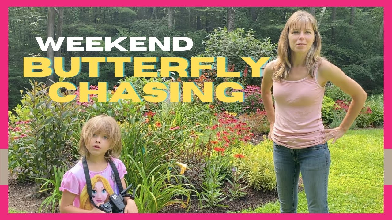 Weekend Butterfly Chasing // Pollinator Garden // Attract More Butterflies