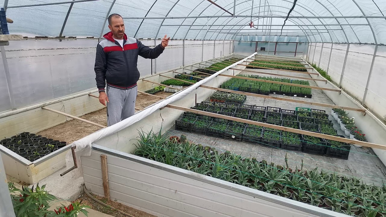 CUM TRECEM PLANTELE DE IARNA (IN SOLAR !)