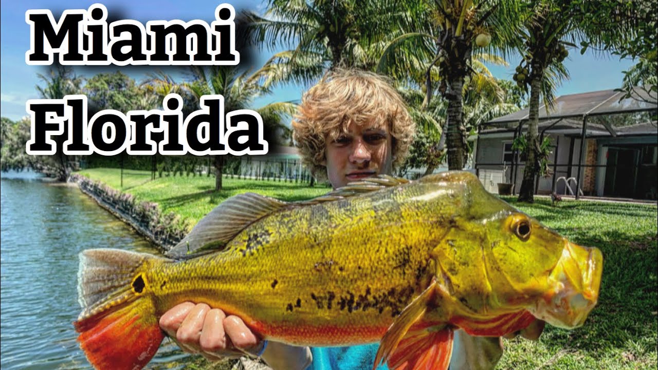 Canal FISHING For HUGE Peacock Bass!!! (Miami,Florida)