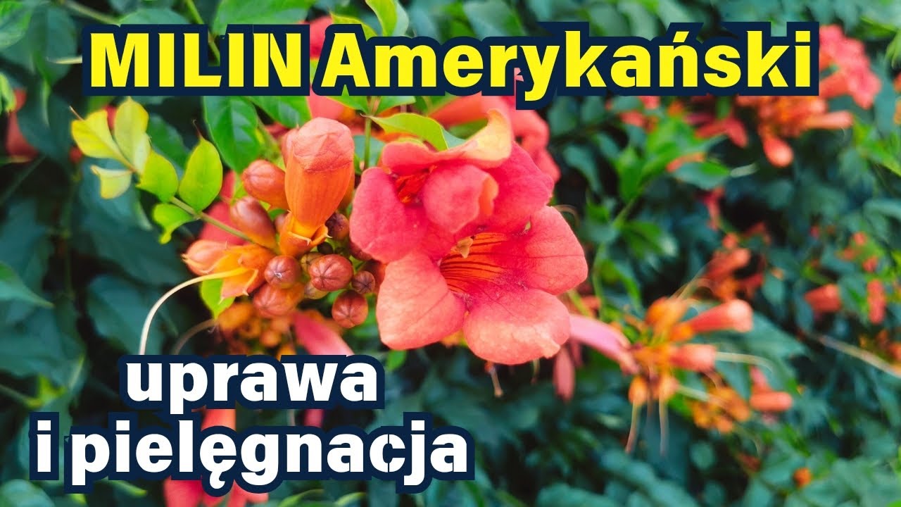 MILIN AMERYKAŃSKI - uprawa i pielęgnacja 🌿 🌺 🌿