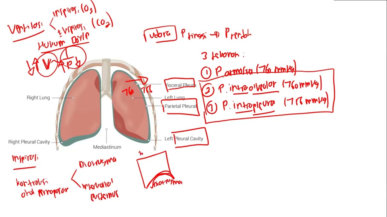 Fisiologi Sistem Respirasi - Bagaimana Sih Proses Ventilasi Itu?