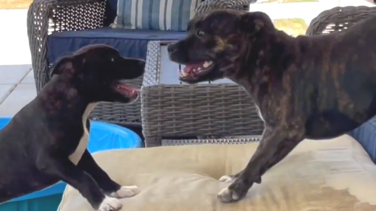 When Two Staffy's Become Best Friends 😂🐾