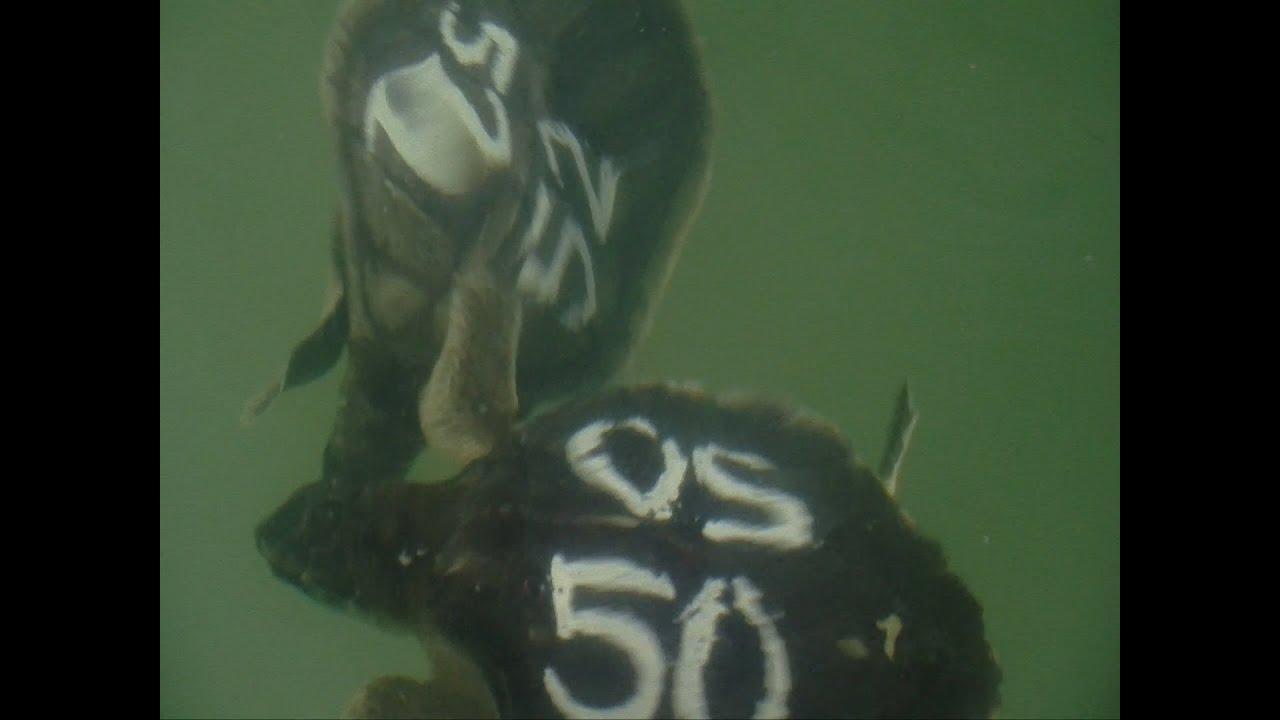 FCTV Exclusives: Kemps Ridley Sea Turtles