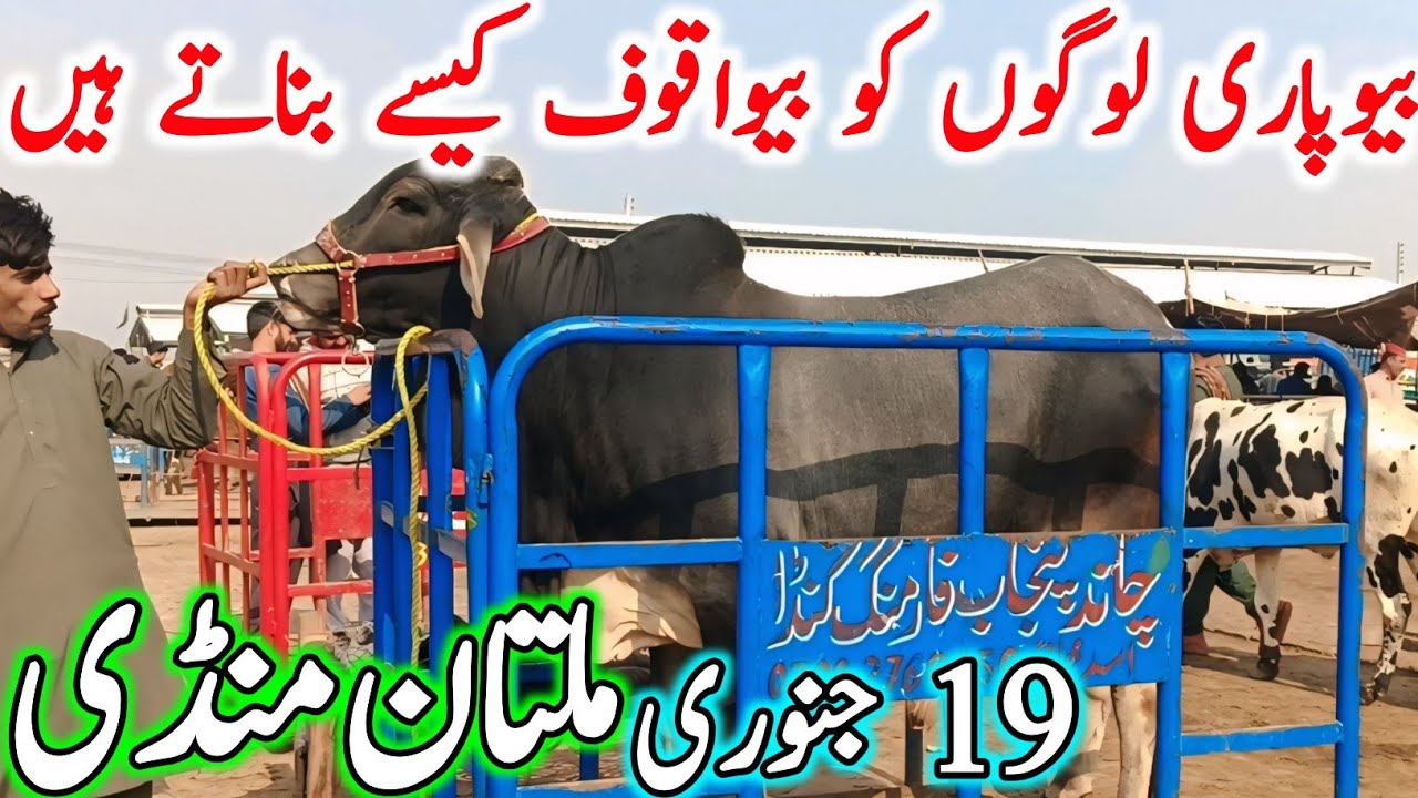 Today Multan Cow Mandi Latest Updates | Sahiwal Cholistani Bachre & Brahman Cows | Cow Mandi 2026🔥