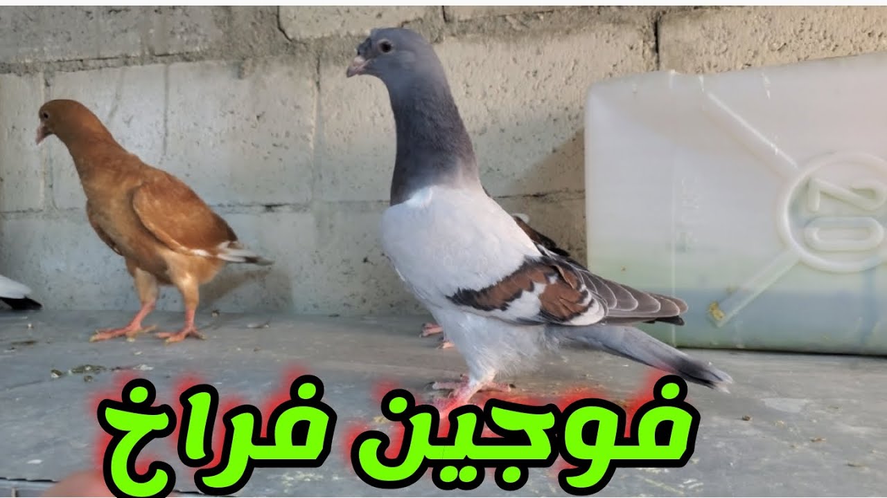 فطم فوج فراخ جديد وكم فوج على الفطم من فراخ الحمام