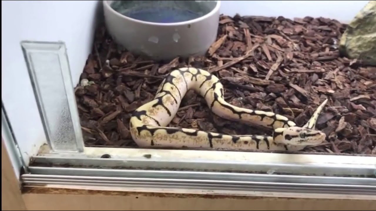 Pet Shop | Scotland(Uk) |चलो आज घुम|ता हुन आपको Uk Pet Shop मे| Fourth Vlog |Snake🐍painulyvlogsuk