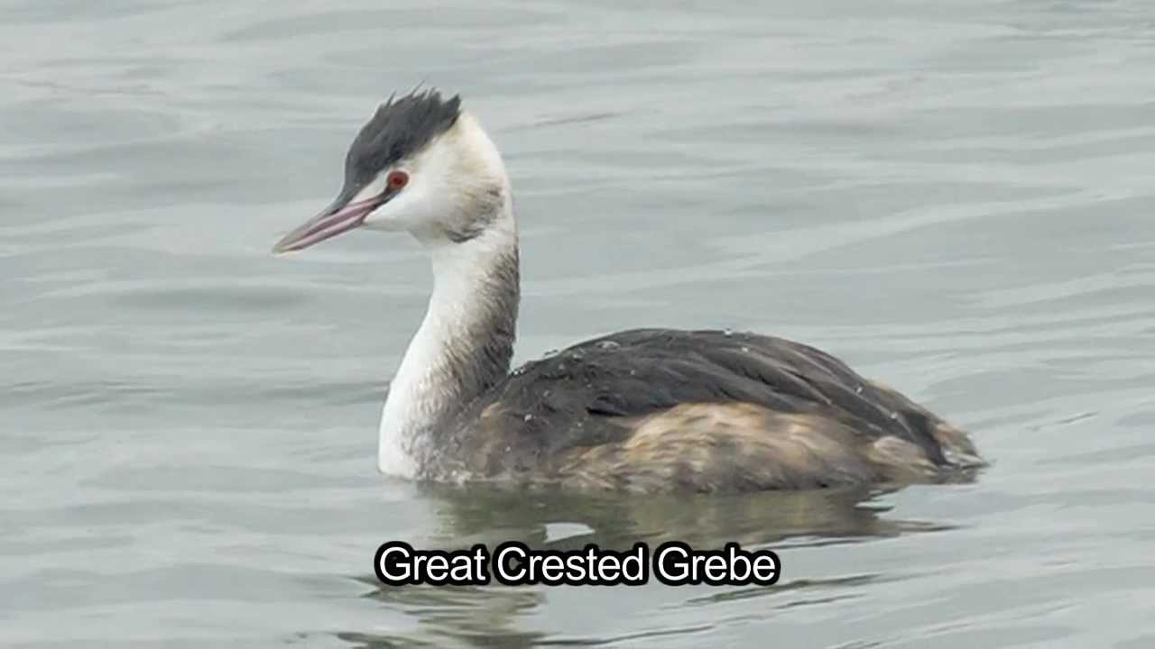 BTO Bird ID - Winter Grebes