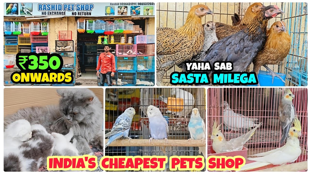 Rashid Pets Shop Ka Dhamaka | India's Cheapest Wholesale Pets Shop |