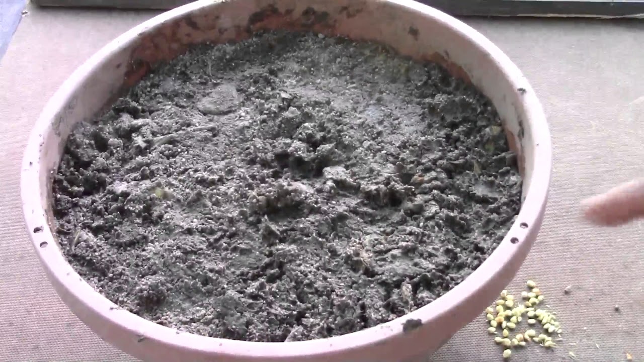 Why i am successful in planting rose seed