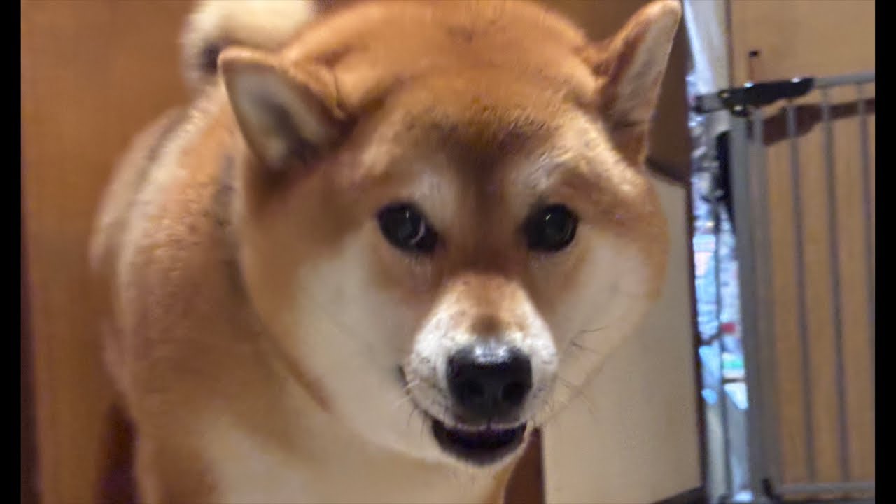 【LIVEアーカイブ】柴犬よもぎは大雨でも散歩🐕☔️