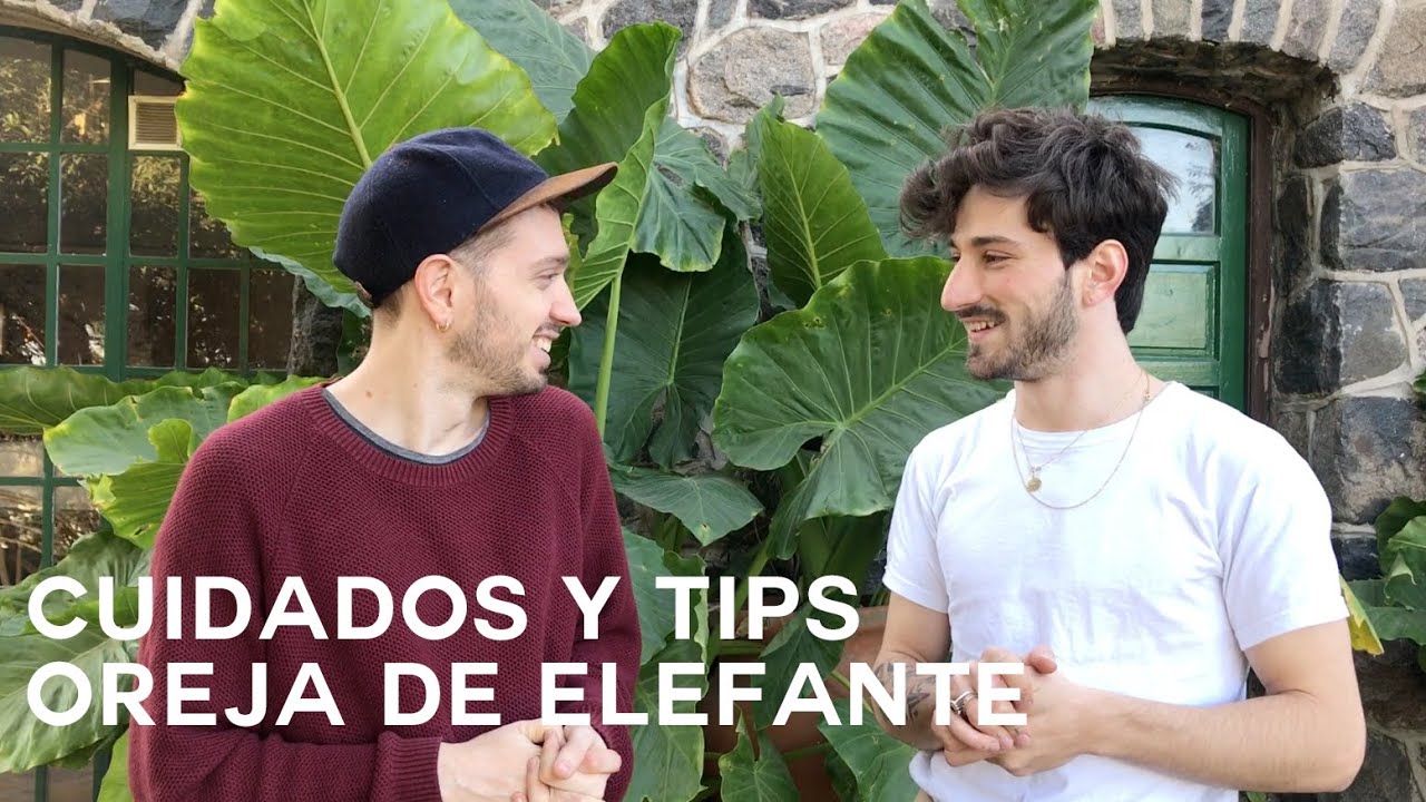 Alocasia Odora (Oreja de elefante) Cuidados y tips
