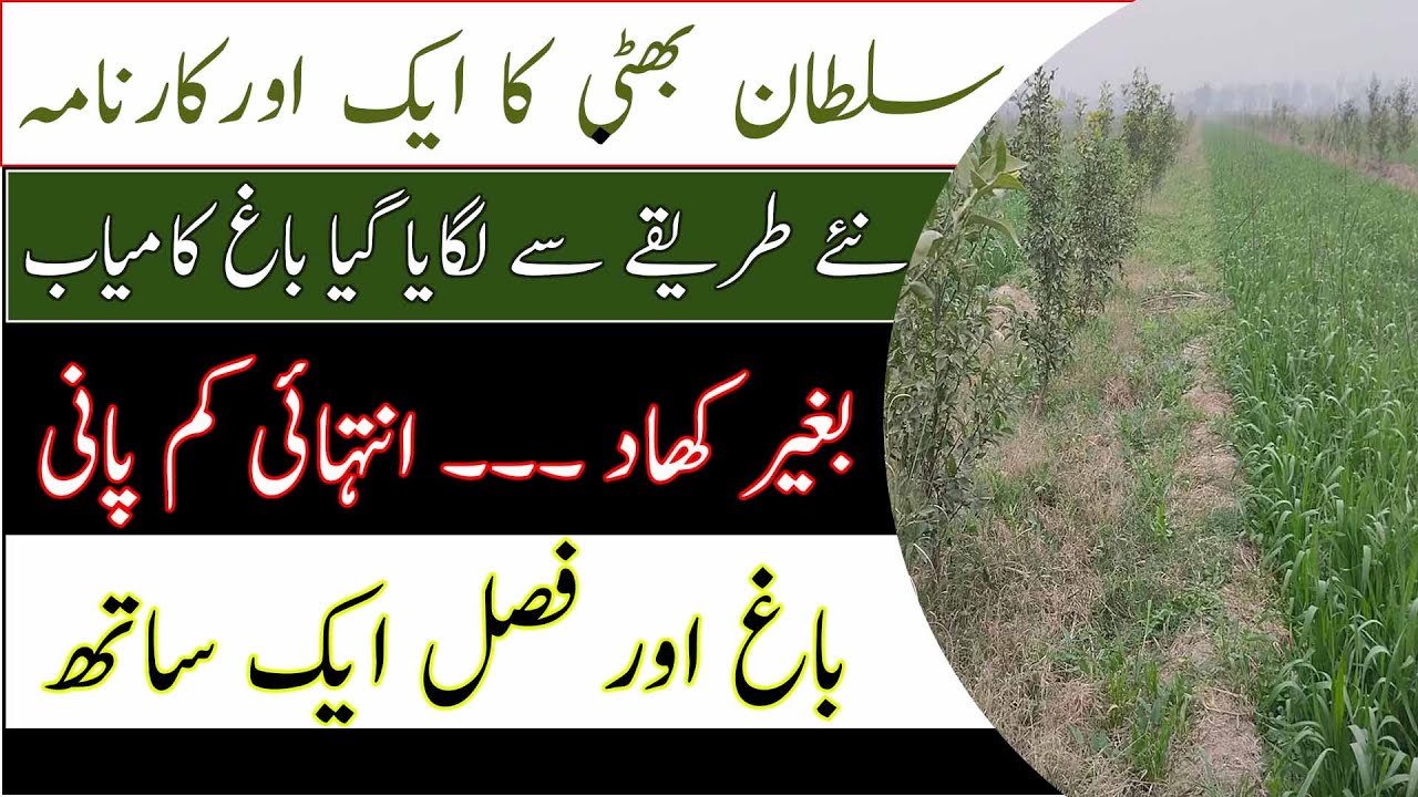 Intercropping in orchard|Regenerative Agriculture orchard model Sultan Bhatti|باغ لگانے کا نیا طریقہ