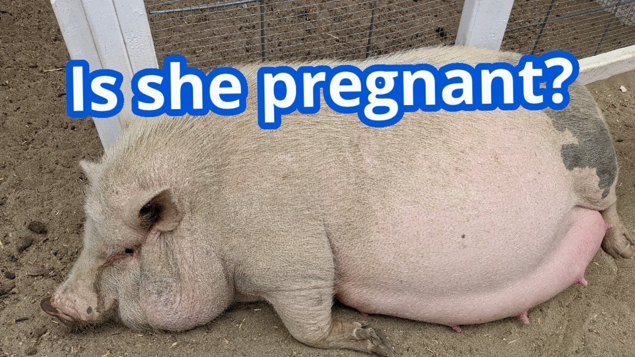 Is Our Pot Belly Pig Pregnant again?