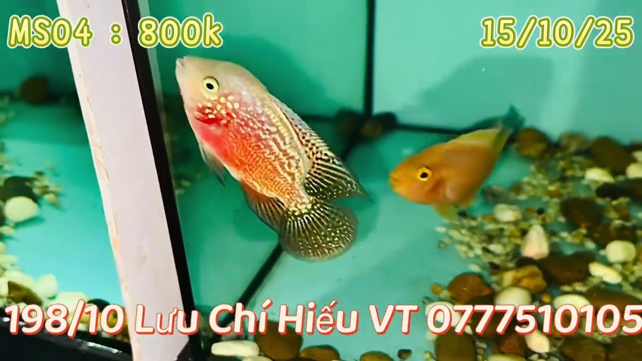 Kamfa F1 nhí từ bình dân - VIP #cálahán #aquarium #kamfathailand #flowerhorn #fish 