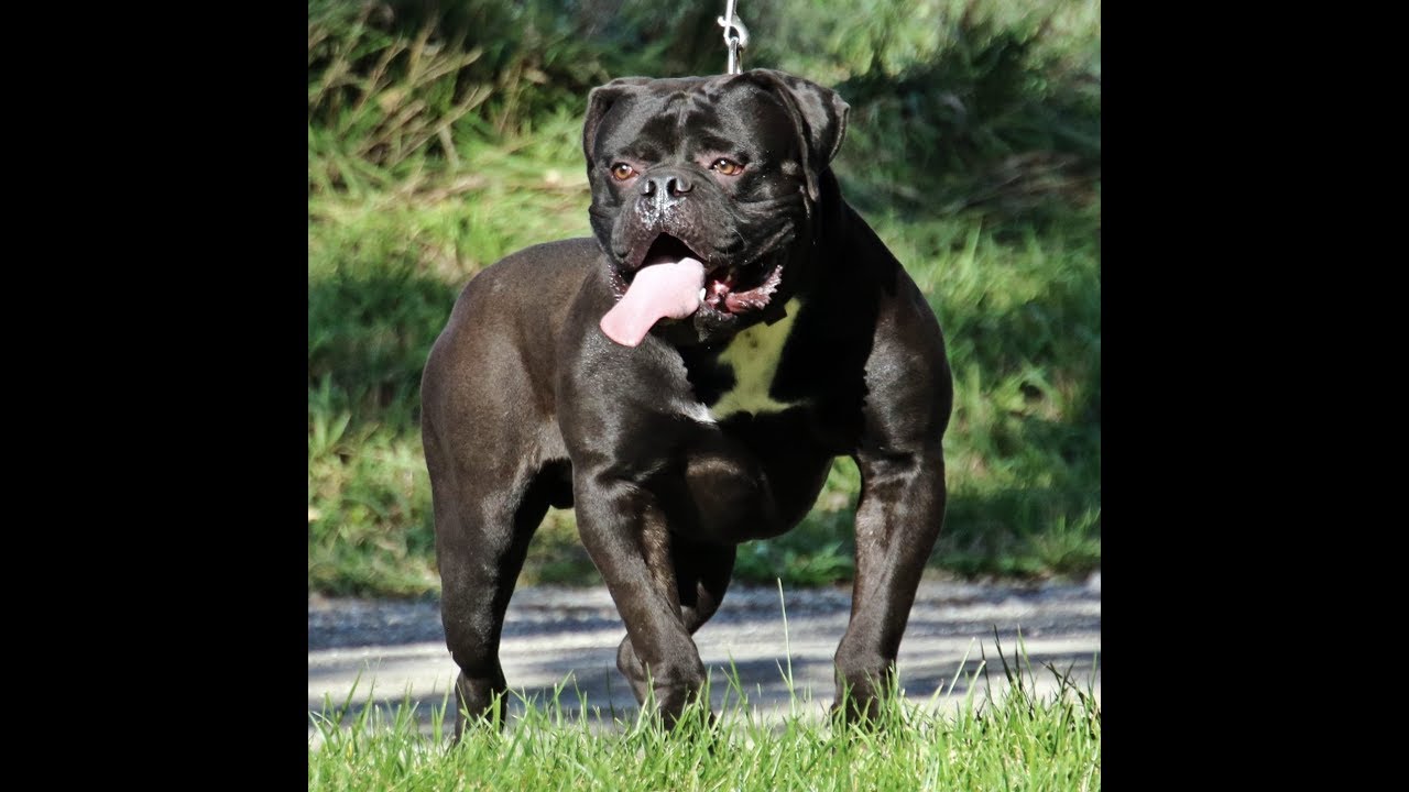Meet the Evolution Bloodline - Olde English Bulldogge