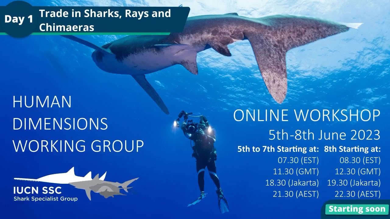 HDWG Workshop Day 1 | Understanding trade for sharks, rays, and chimaeras and their products