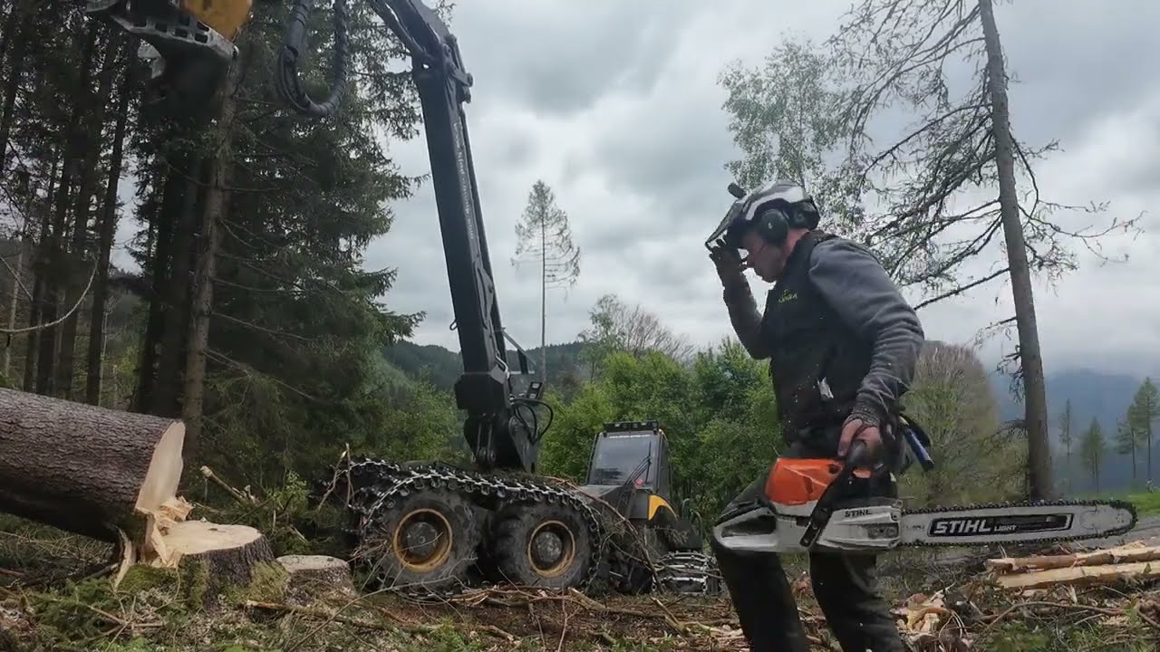 🌲 Windwurfaufarbeitung ÷ MS 462 🌲