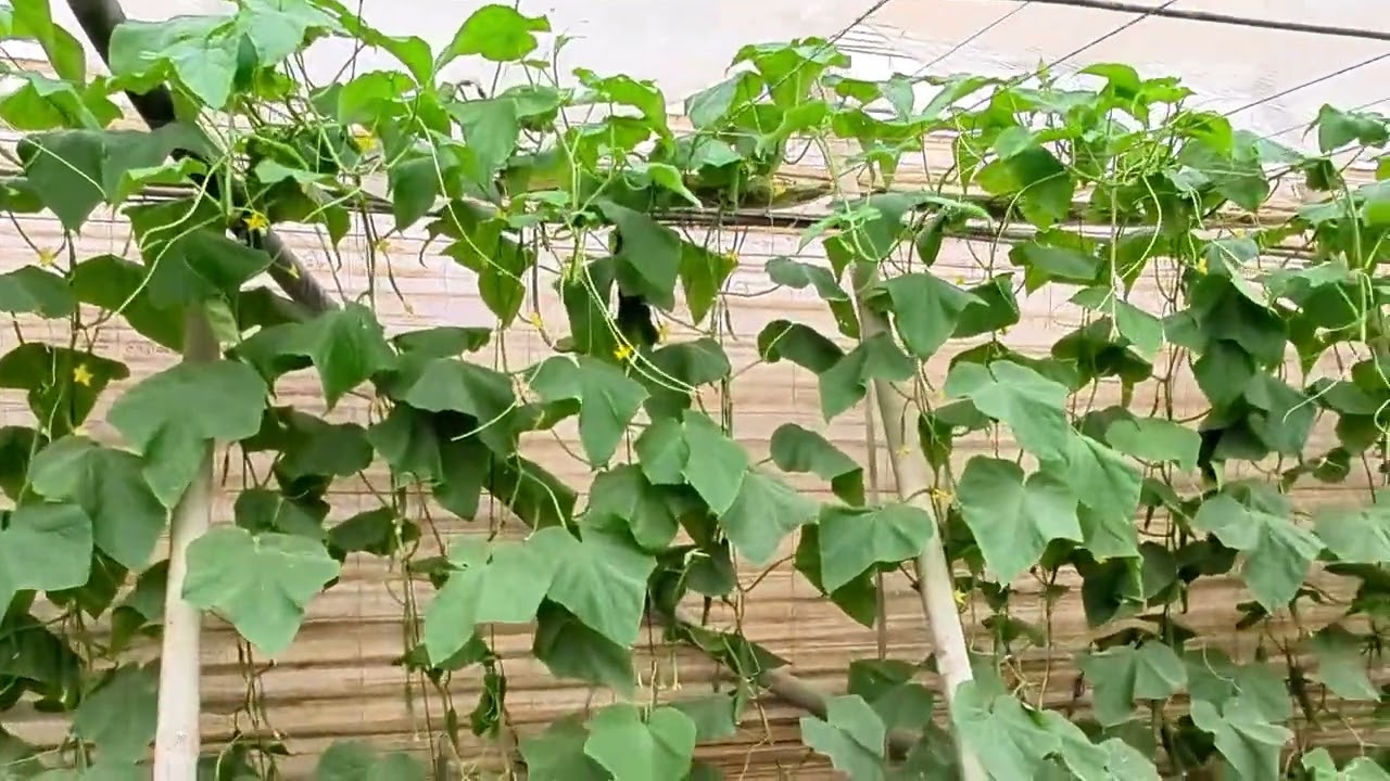 Reflexión de los problemas del campo