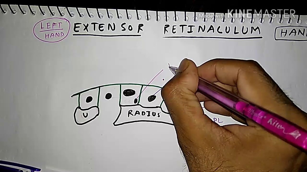 Extensor Retinaculum of Hand | Upper Limb Anatomy | TCML Anatomy