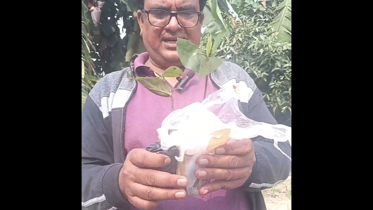 The mangosteen (Garcinia mangostana) is widely known as the 