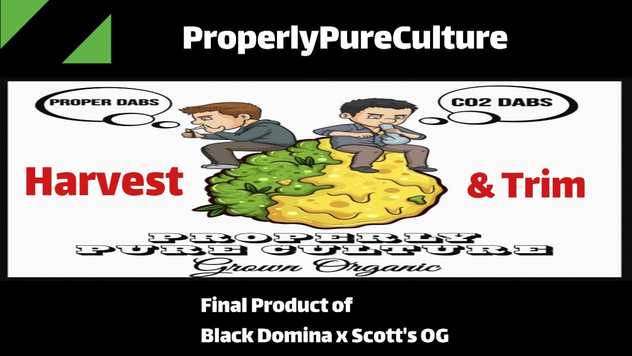 ProperlyPureCulture| Harvest, Trim, & Final Product |Black Domina x Scotts Og