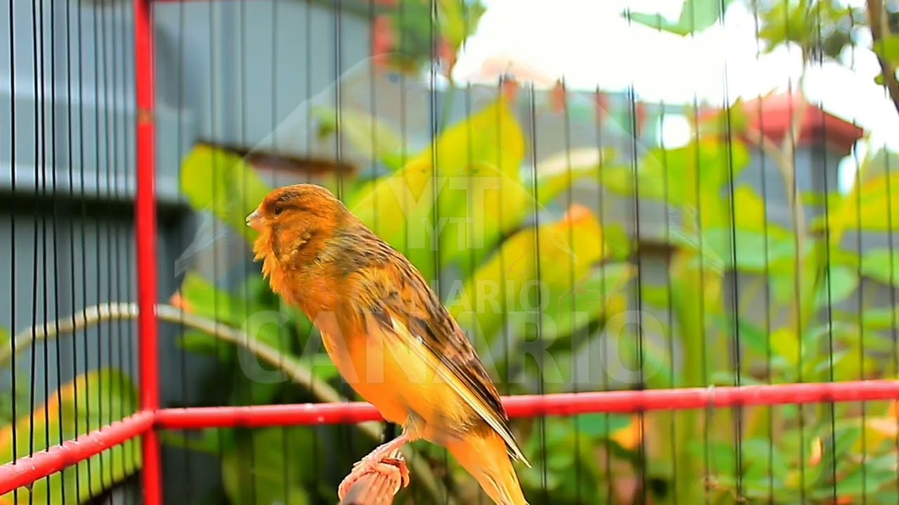 Canto lindo em HD do canário belga — perfeito para treinar e estimular o acasalamento! 259
