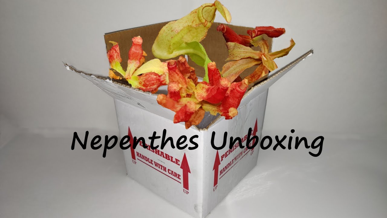 UNBOXING 30+ NEPENTHES - Josh's Carnivorous Plants