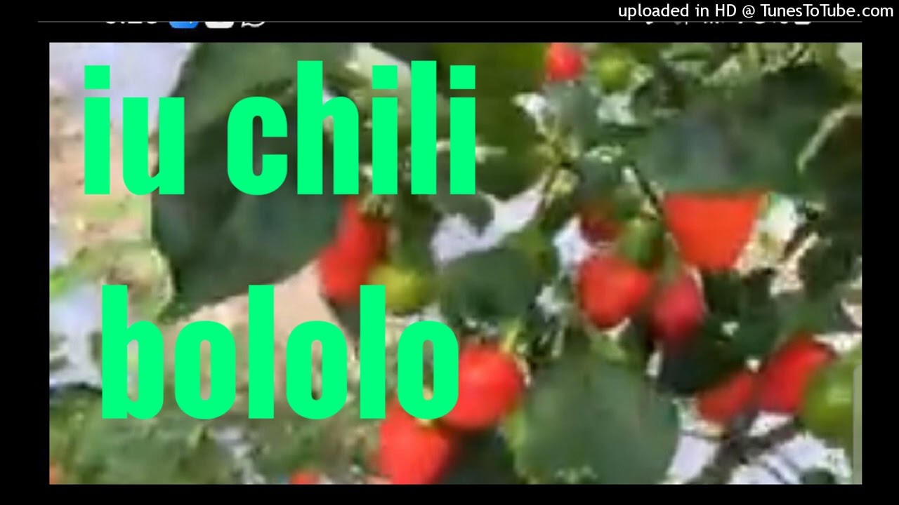 chili bololo (2)