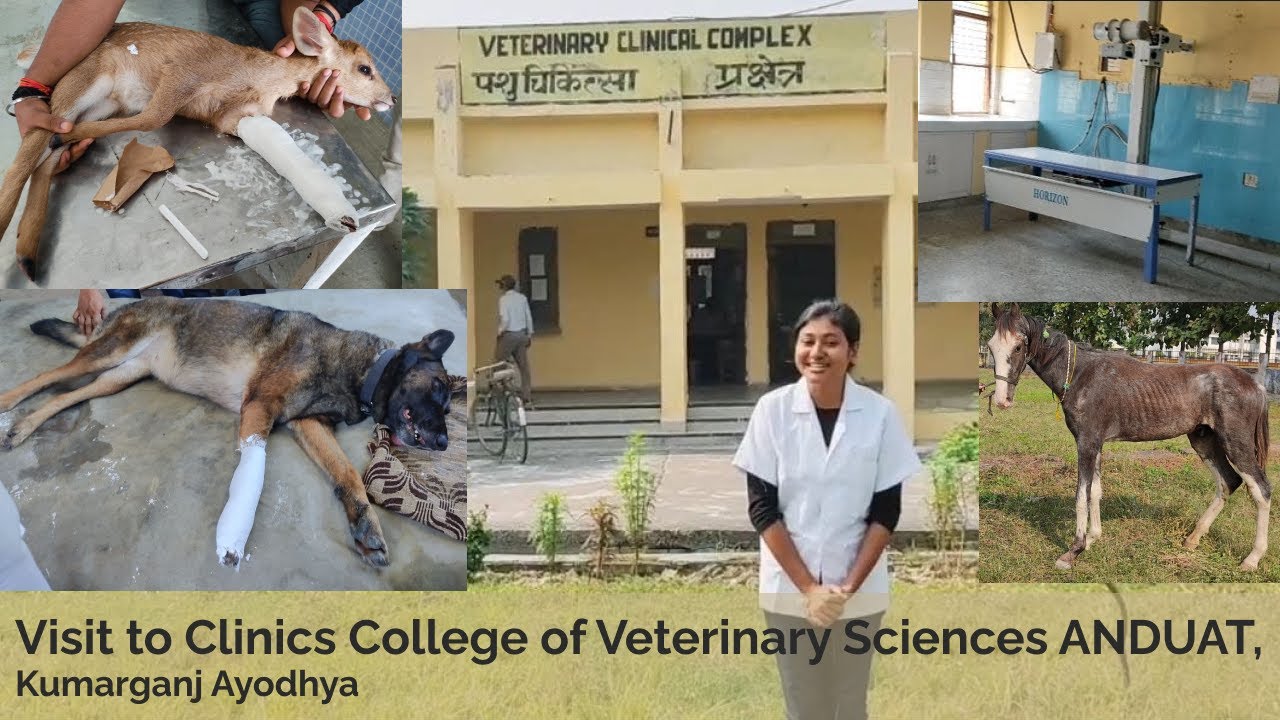 Visit to Clinics || College of Veterinary Sciences ANDUAT, Kumarganj Ayodhya || Vets Diary