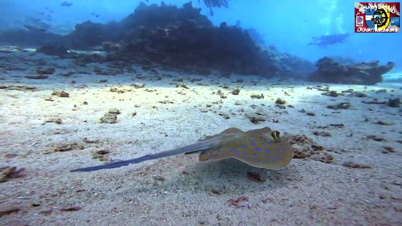 diving marsa alam, marsa mubarak, duck´s superior, egypt, 2023