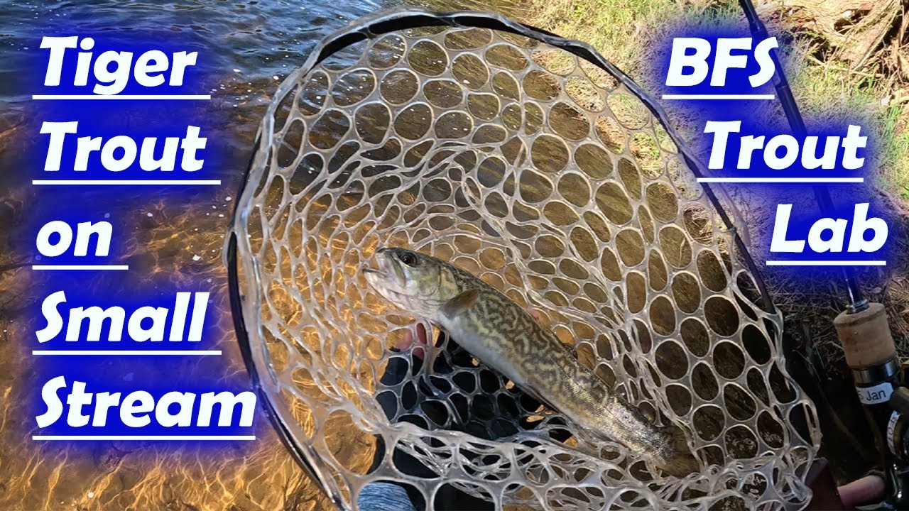 Tiger Trout on Small Stream | BFS trout fishing