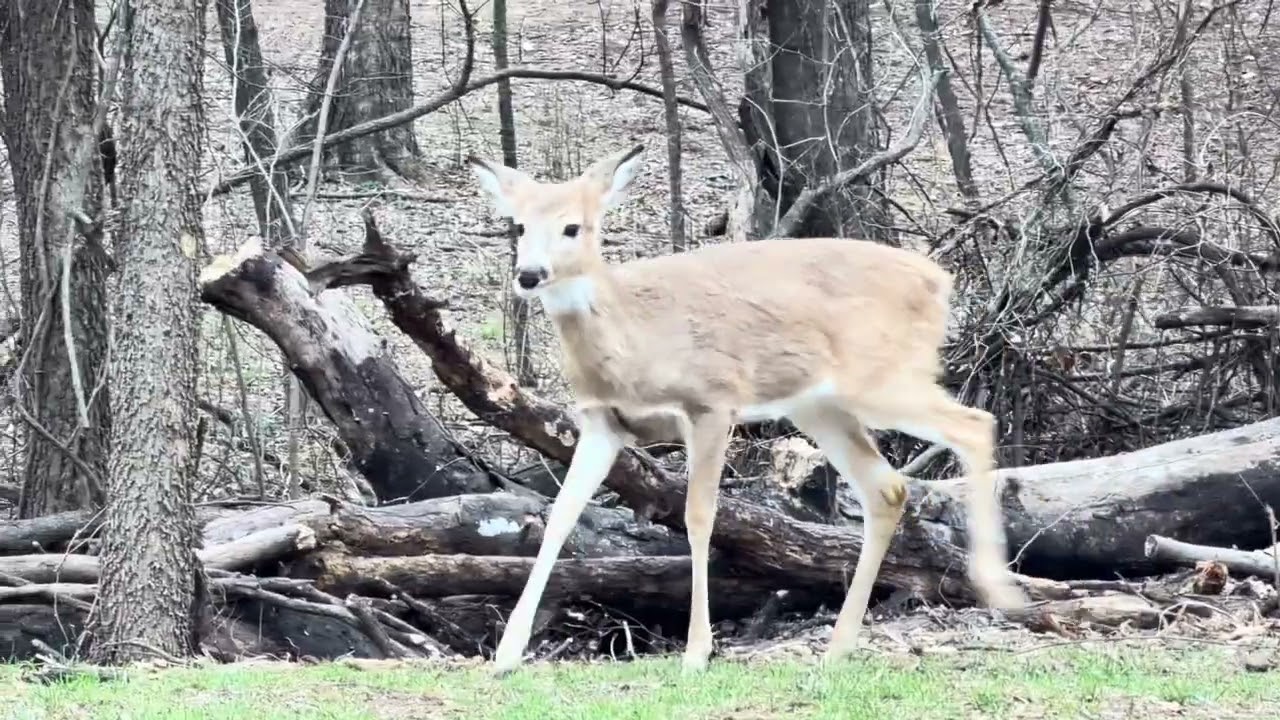 Whitetail Deer Parading Thru The Yard This Evening! 2/13/26