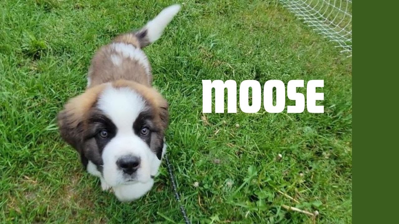 We bought a St Bernard Puppy!