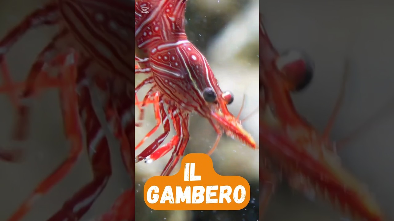 Il gambero