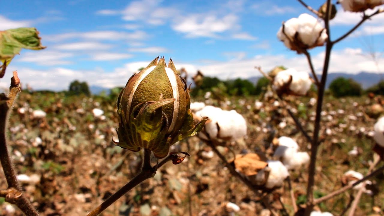 Cómo cultivar Algodón - TvAgro por Juan Gonzalo Angel