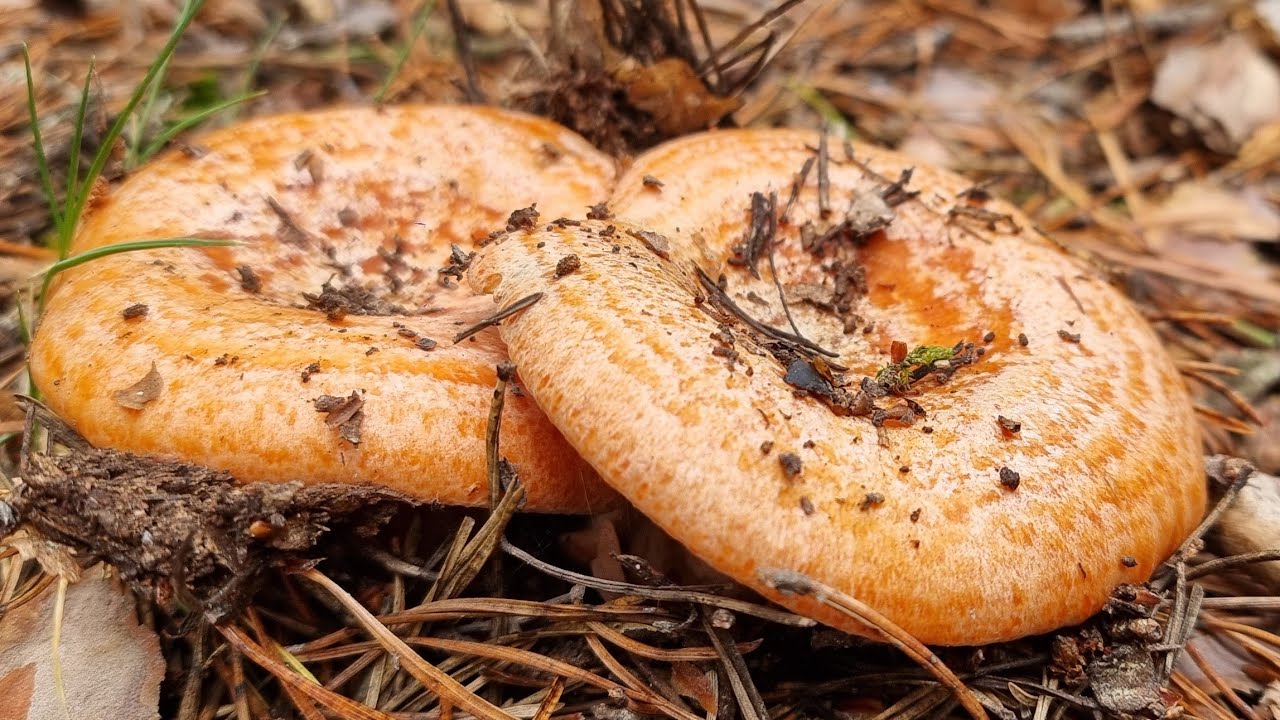 NISCALOS🍄 ¡LLENAMOS LA CESTA EN 2 MINUTOS! EL PARAISO DE LAS SETAS 2024